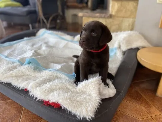 Labrador Retriever szczenieta czekoladowe, szczeniaki, , Zielona Góra