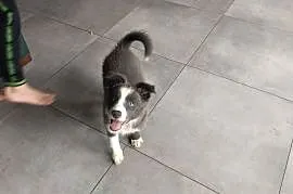 Border collie suczka blue