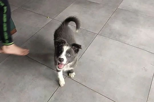 Border collie suczka blue, Kujawsko-pomorskie, Józefowo