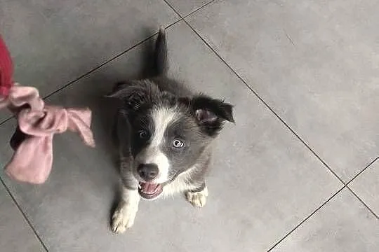 Border collie suczka blue, Kujawsko-pomorskie, Józefowo