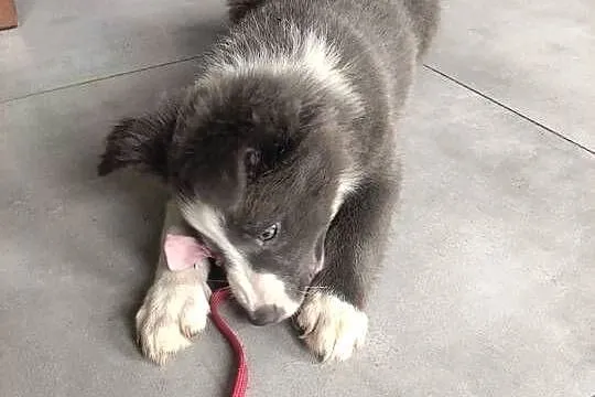 Border collie suczka blue, Kujawsko-pomorskie, Józefowo
