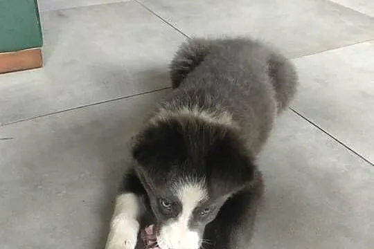 Border collie suczka blue, Kujawsko-pomorskie, Józefowo