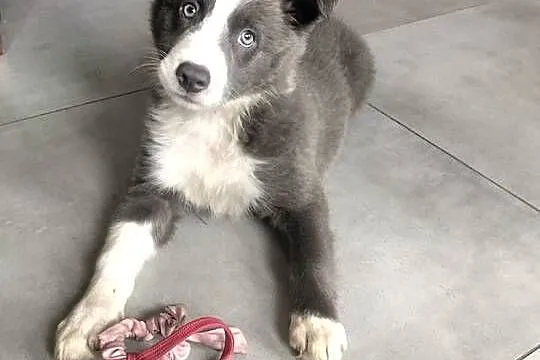 Border collie suczka blue, Kujawsko-pomorskie, Józefowo