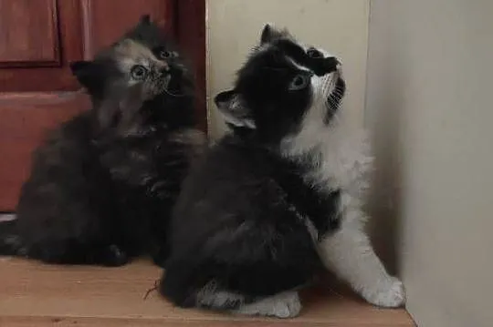 Maine Coon, Świętokrzyskie, Polesie Mikułowskie