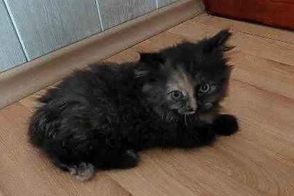 Maine Coon, Świętokrzyskie, Polesie Mikułowskie