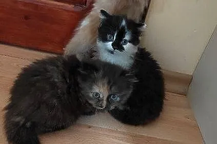 Maine Coon, Świętokrzyskie, Polesie Mikułowskie