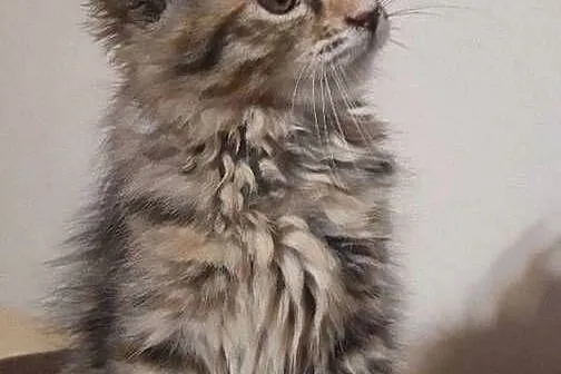 Maine Coon, Świętokrzyskie, Polesie Mikułowskie