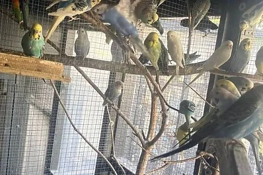 Sprzedam Papugi Faliste, Pomorskie, Kleszczewko