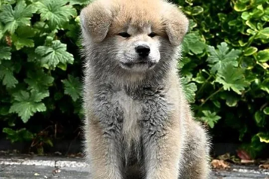 Akita inu akita japońska szczenię samiec ZKwP gotowy do odbioru