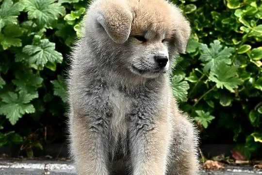 Akita inu akita japońska szczenię samiec ZKwP gotowy do odbioru, Śląskie, Częstochowa