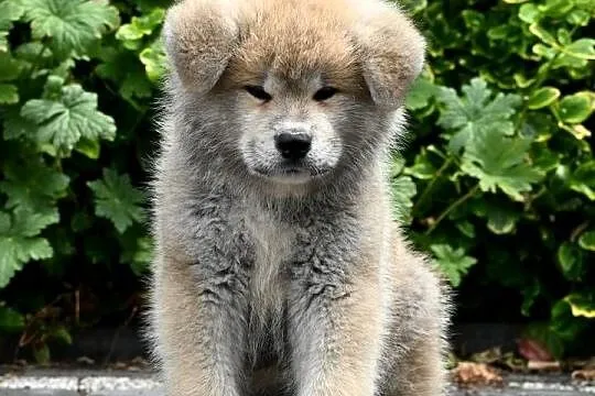 Akita inu akita japońska szczenię samiec ZKwP gotowy do odbioru, Śląskie, Częstochowa