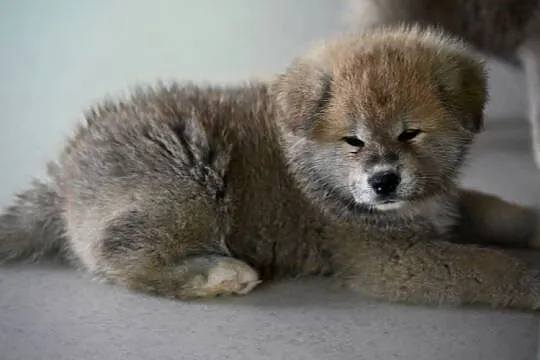 Akita inu akita japońska szczenię samiec ZKwP gotowy do odbioru, Śląskie, Częstochowa
