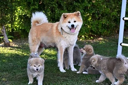 Akita inu akita japońska szczenię samiec ZKwP gotowy do odbioru, Śląskie, Częstochowa
