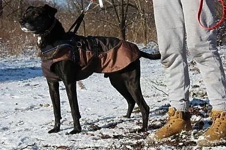 Przyjacielski psiak Tofik szuka domu,  dolnośląski