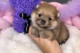 Sunia szpic miniaturowy pomeranian Orange Merle Badania DNA !