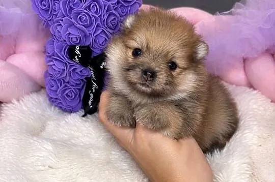 Sunia szpic miniaturowy pomeranian Orange Merle Badania DNA !