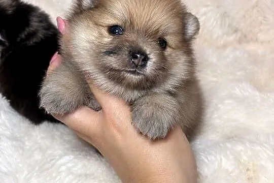 Sunia szpic miniaturowy pomeranian Orange Merle Badania DNA !, Łódzkie, Bełchatów