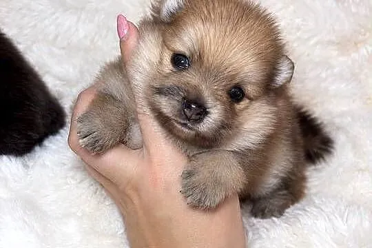 Sunia szpic miniaturowy pomeranian Orange Merle Badania DNA !, Łódzkie, Bełchatów