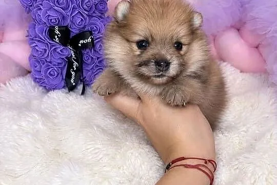Sunia szpic miniaturowy pomeranian Orange Merle Badania DNA !, Łódzkie, Bełchatów