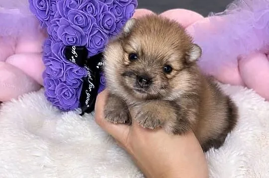 Sunia szpic miniaturowy pomeranian Orange Merle Badania DNA !, Łódzkie, Bełchatów