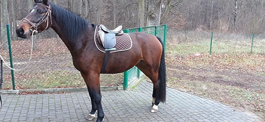 Sprzedam klacz szlachetnej półkrwi, , Ręczno