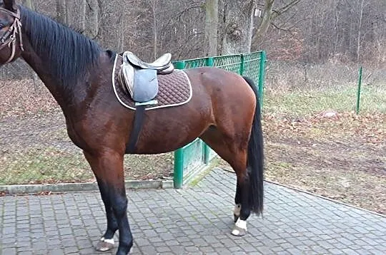 Sprzedam klacz szlachetnej półkrwi, , Ręczno