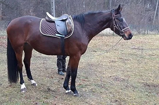 Sprzedam klacz szlachetnej półkrwi, , Ręczno
