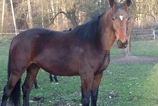 Sprzedam klacz szlachetnej półkrwi, , Ręczno