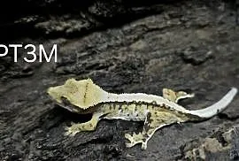 Gekon Orzęsiony samiec Tricolor