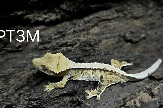 Gekon Orzęsiony samiec Tricolor