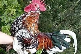 Kogut cwerga