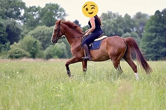 Spokojny wałach hanowerski, , 