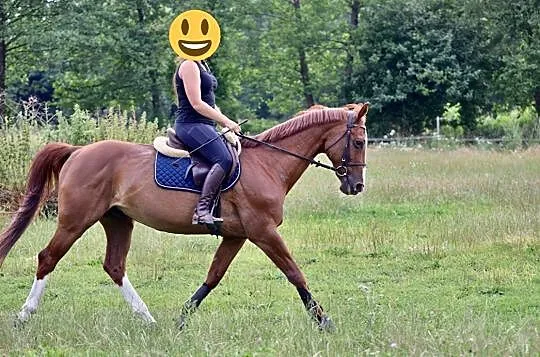 Spokojny wałach hanowerski, , 