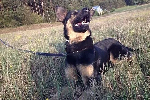 Zula fajna młoda sunia,  zachodniopomorskie Kołobr