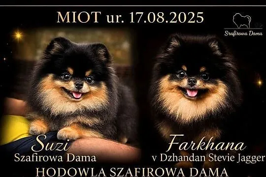 Szpic miniaturowy Pomeranian chłopiec black&tan
