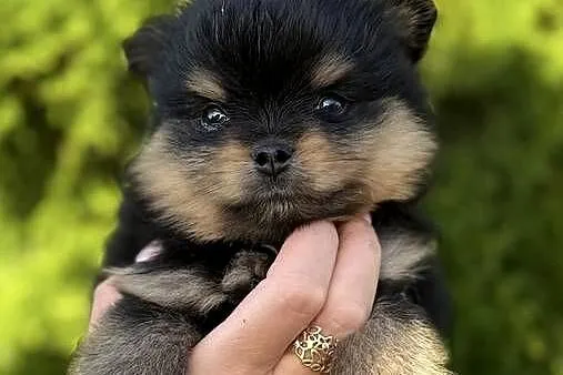 Szpic miniaturowy Pomeranian chłopiec black&tan, Wielkopolskie, Konarzewo