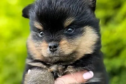 Szpic miniaturowy Pomeranian chłopiec black&tan, Wielkopolskie, Konarzewo