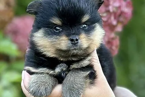 Szpic miniaturowy Pomeranian chłopiec black&tan, Wielkopolskie, Konarzewo