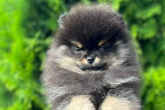 Szpic miniaturowy Pomeranian chłopiec black&tan, Wielkopolskie, Konarzewo
