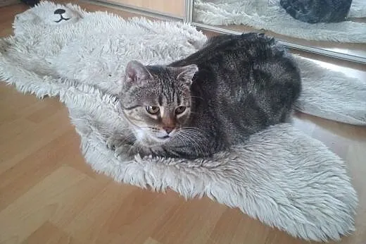 Uratuj, podaruj dobrą starość,  Koty pospolite cał