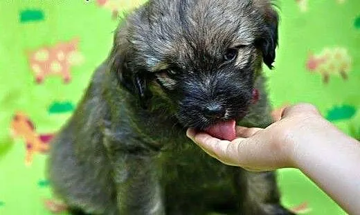 Pene - malutki szczeniaczek do adopcji, mazowieck