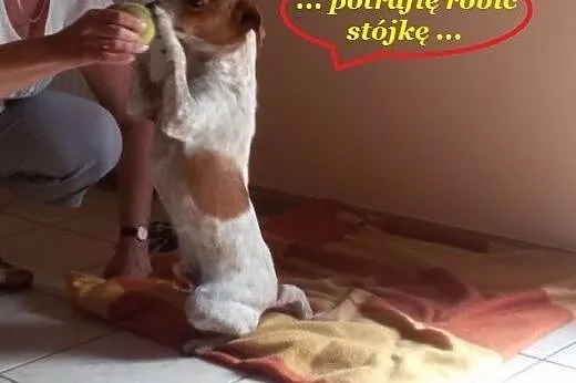 Karmelek słodki jak cukierek,  dolnośląskie Wrocław