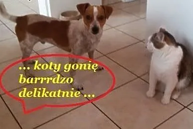 Karmelek słodki jak cukierek,  dolnośląskie Wrocła