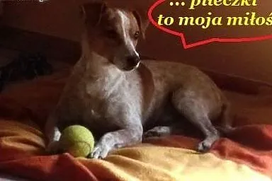 Karmelek słodki jak cukierek,  dolnośląskie Wrocła