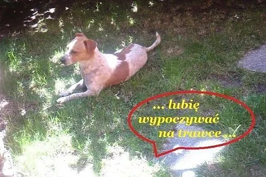 Karmelek słodki jak cukierek,  dolnośląskie Wrocła