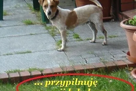 Karmelek słodki jak cukierek,  dolnośląskie Wrocła