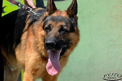 Rex - młody i przyjacielski pies, czeka na adopcję,  śląskie Ruda Śląska