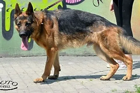 Rex - młody i przyjacielski pies, czeka na adopcję