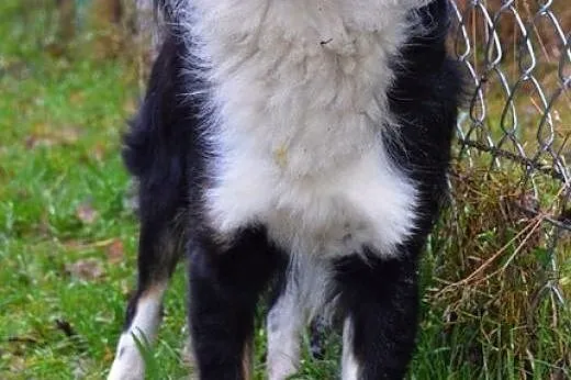 Łacio - troszkę, jak border collie :),  warmińsko-mazurskie Olsztyn