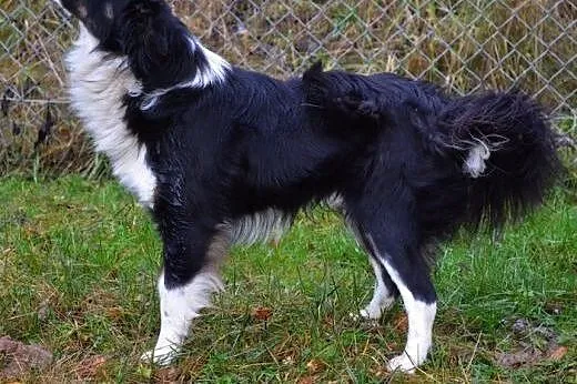 Łacio - troszkę, jak border collie :),  warmińsko-